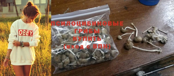 прущие грибы Абинск